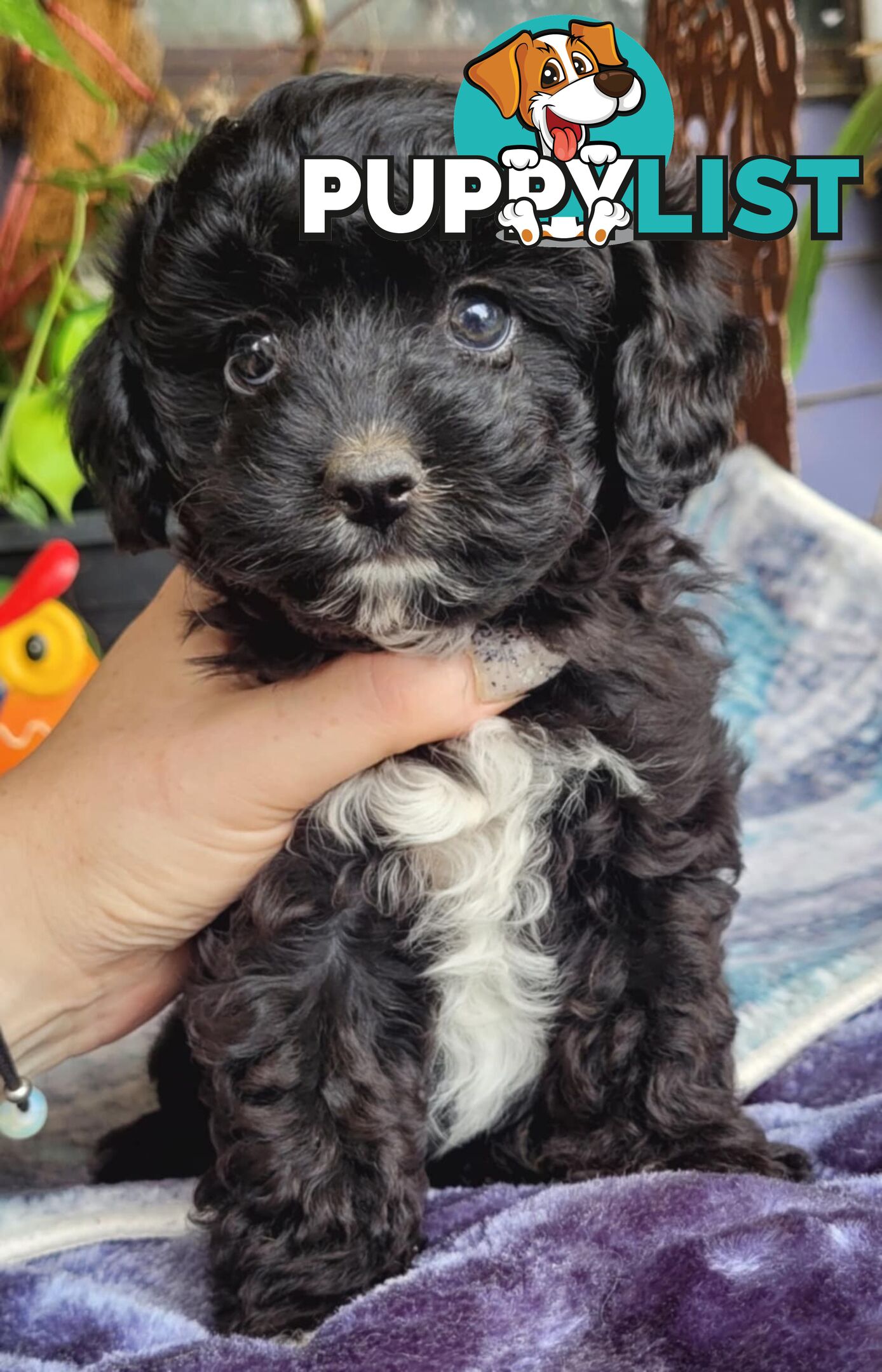 1st gen Cavoodles - Red & white, Black & white, Sable, Black & Tan, Apricot, Black.