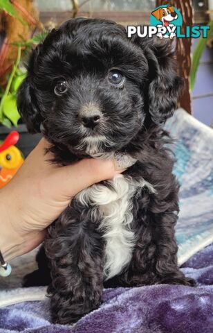 1st gen Cavoodles - Red & white, Black & white, Sable, Black & Tan, Apricot, Black.