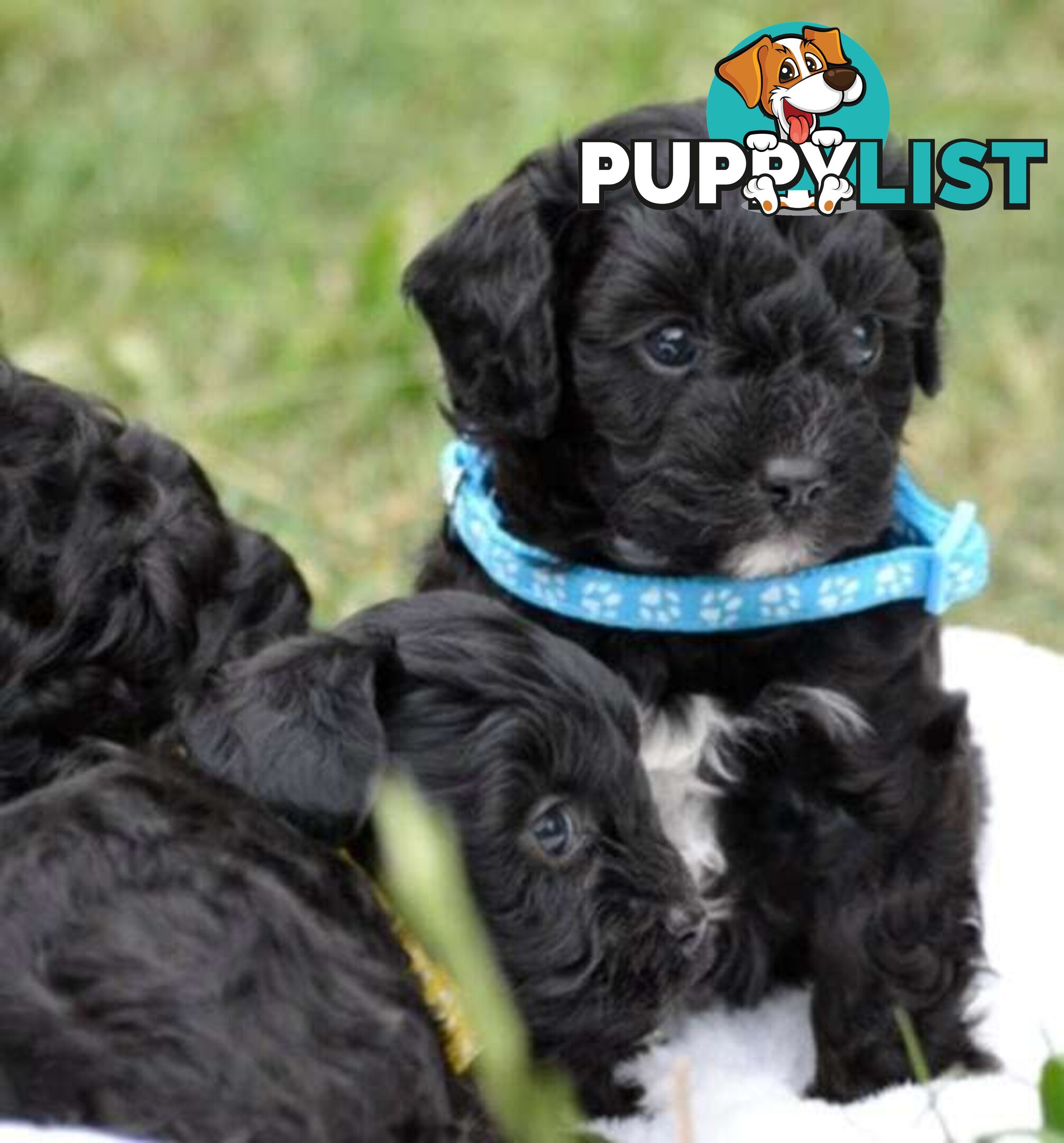 1st gen Cavoodles - Red & white, Black & white, Sable, Black & Tan, Apricot, Black.