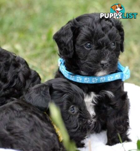 1st gen Cavoodles - Red & white, Black & white, Sable, Black & Tan, Apricot, Black.