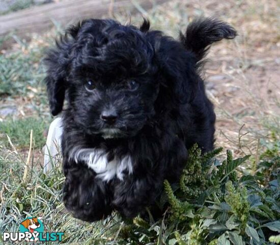 1st gen Cavoodles - Stunning little jet black girls