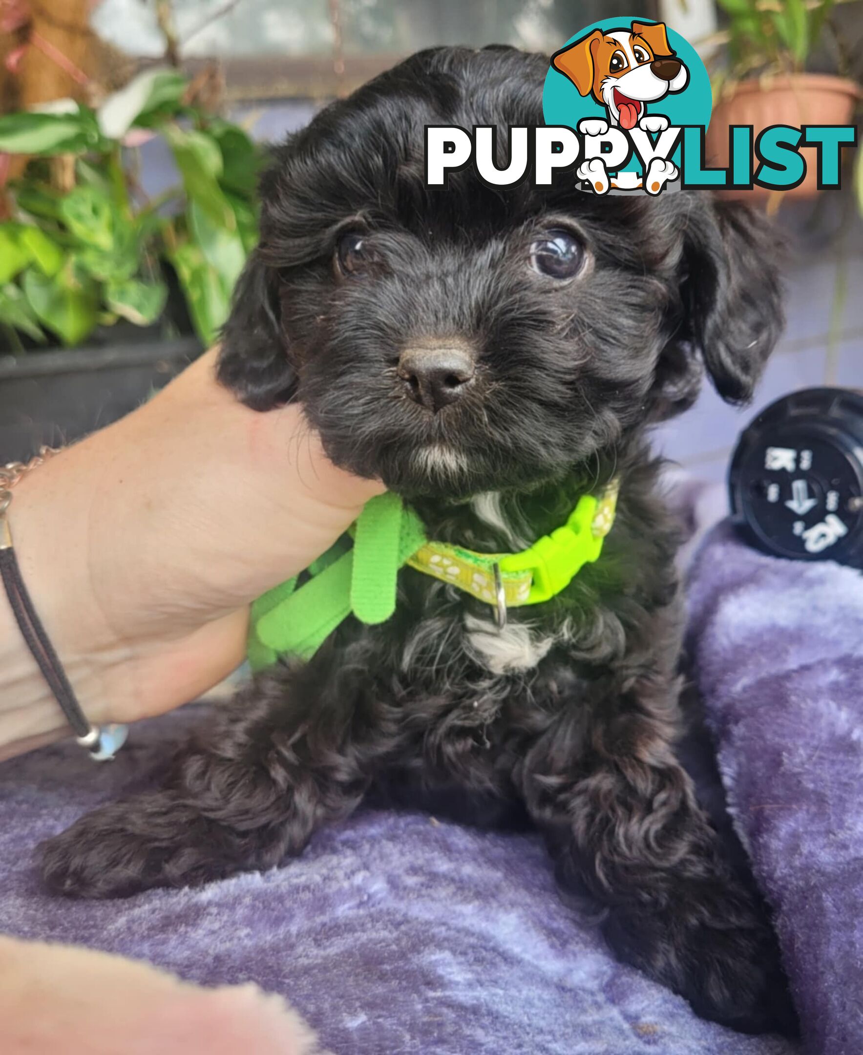 1st gen Cavoodles - Red & white, Black & white, Sable, Black & Tan, Apricot, Black.