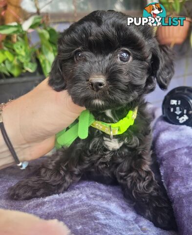 1st gen Cavoodles - Red & white, Black & white, Sable, Black & Tan, Apricot, Black.