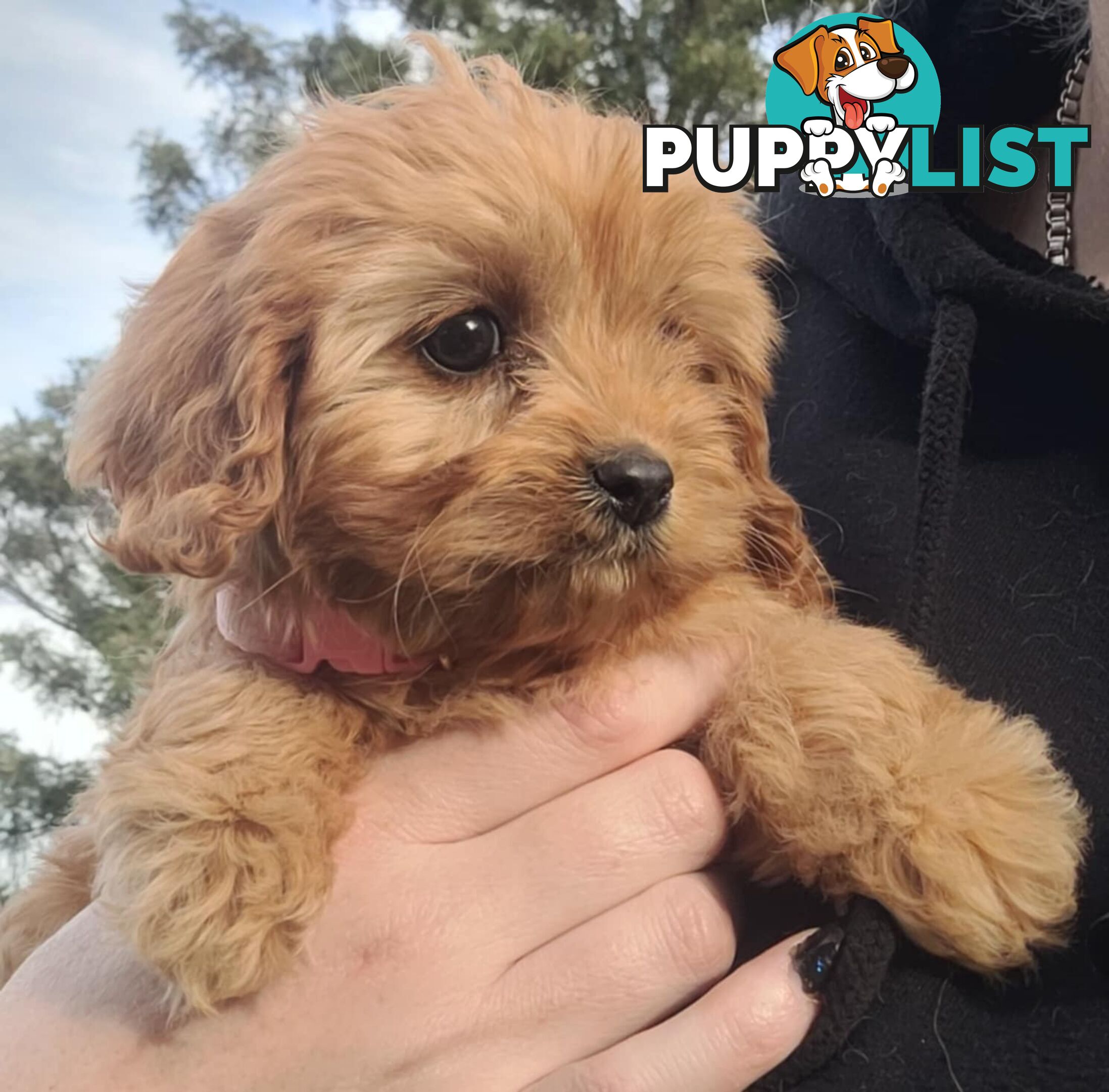 *1st generation (F1) Cavoodles/Theodores  - Gorgeous little apricot/red boys and girls. DNA Clear !