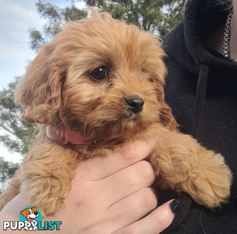 *1st generation (F1) Cavoodles/Theodores  - Gorgeous little apricot/red boys and girls. DNA Clear !