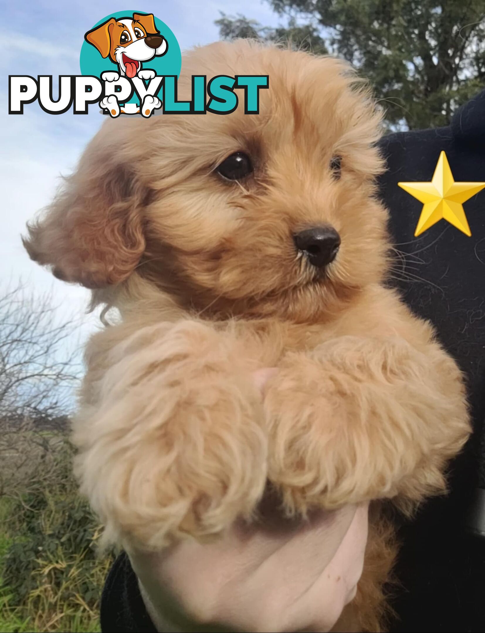 *1st generation (F1) Cavoodles/Theodores  - Gorgeous little apricot/red boys and girls. DNA Clear !