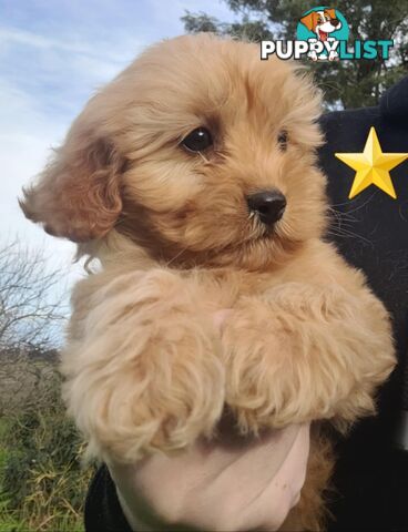 *1st generation (F1) Cavoodles/Theodores  - Gorgeous little apricot/red boys and girls. DNA Clear !
