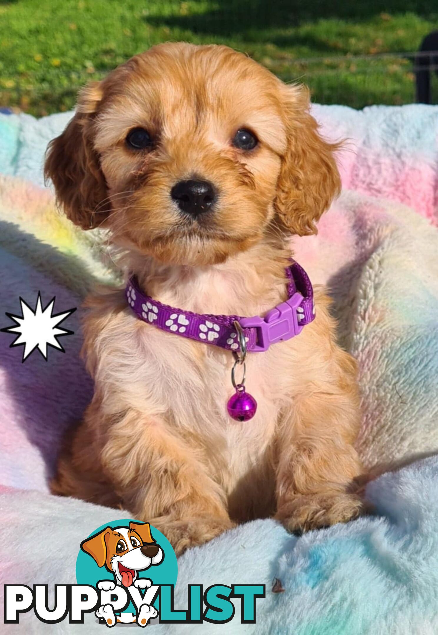 *1st generation (F1) Cavoodles/Theodores  - Gorgeous little apricot/red boys and girls. DNA Clear !
