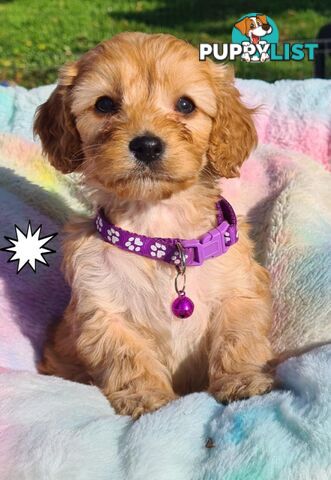 *1st generation (F1) Cavoodles/Theodores  - Gorgeous little apricot/red boys and girls. DNA Clear !