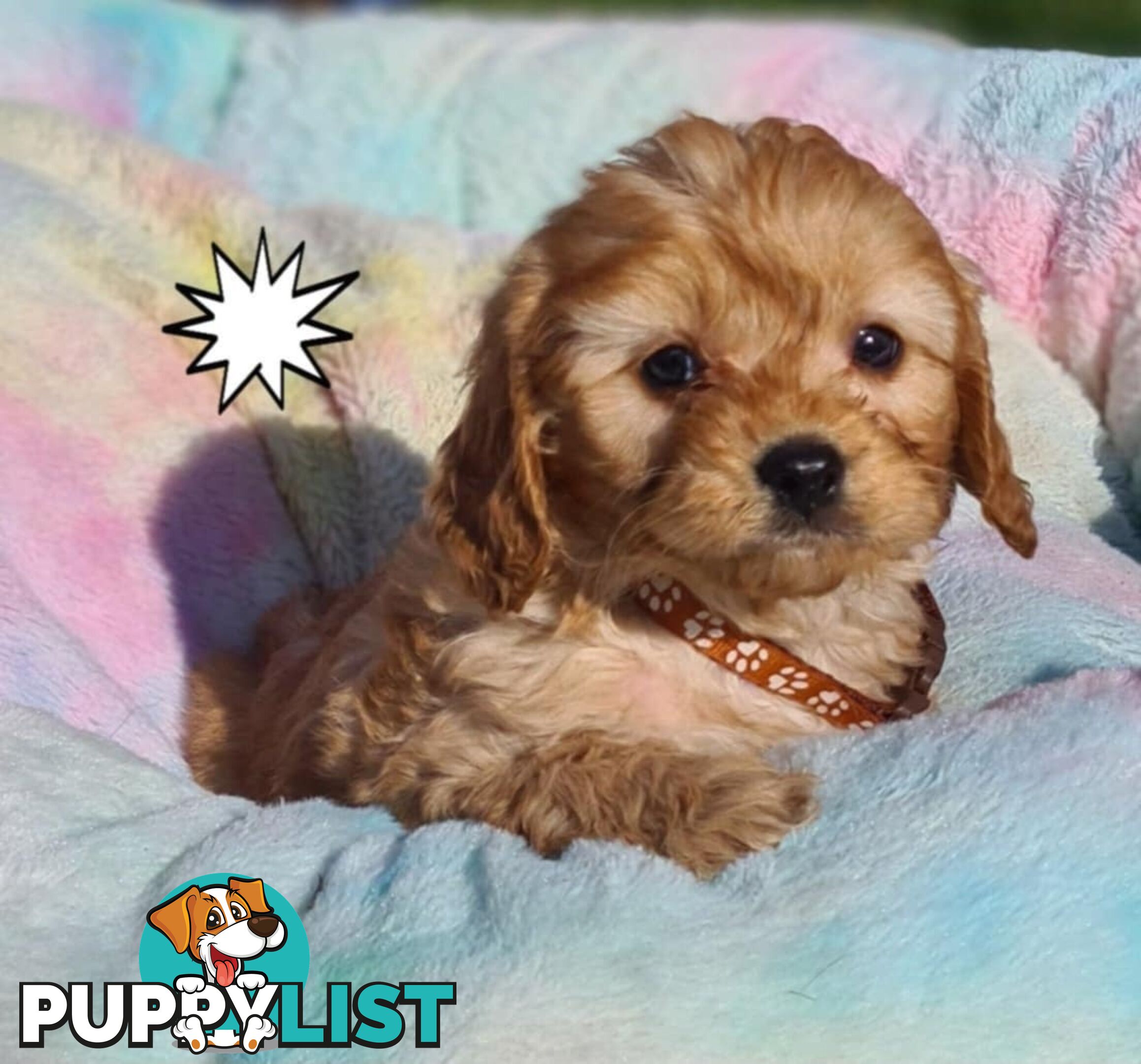 *1st generation (F1) Cavoodles/Theodores  - Gorgeous little apricot/red boys and girls. DNA Clear !