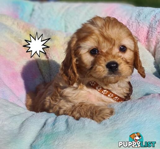 *1st generation (F1) Cavoodles/Theodores  - Gorgeous little apricot/red boys and girls. DNA Clear !
