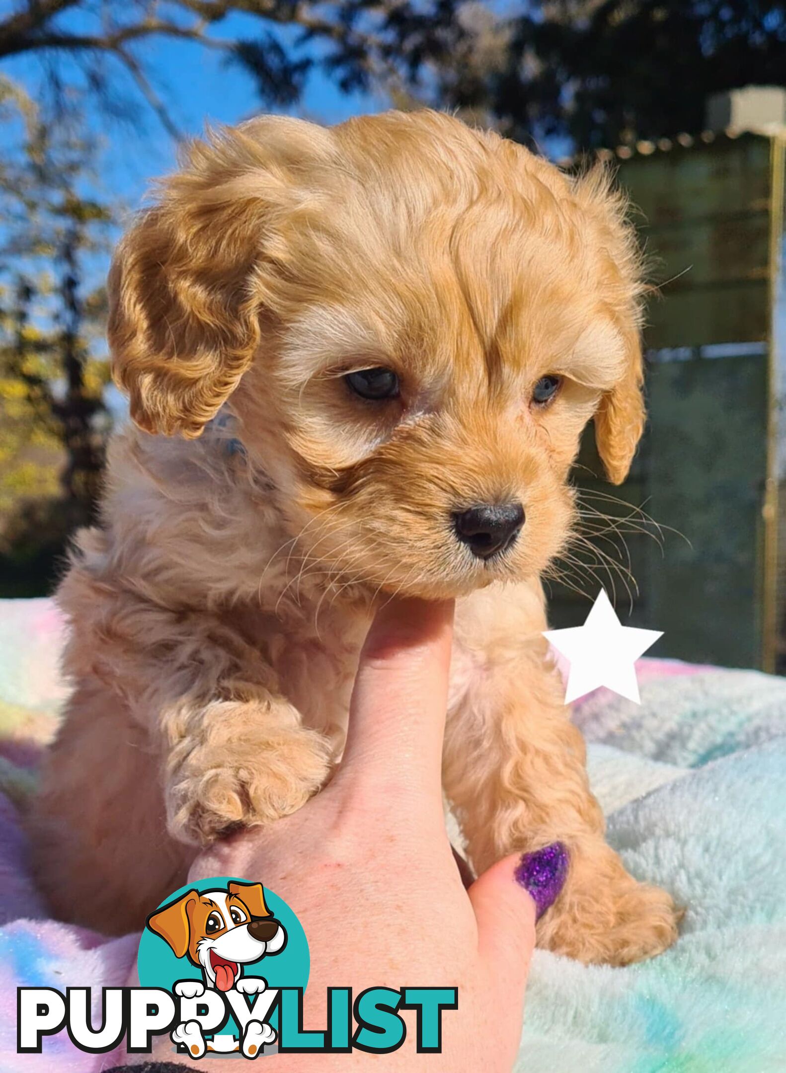 *1st generation (F1) Cavoodles/Theodores  - Gorgeous little apricot/red boys and girls. DNA Clear !