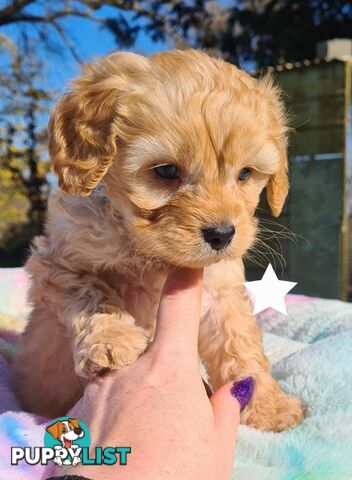 *1st generation (F1) Cavoodles/Theodores  - Gorgeous little apricot/red boys and girls. DNA Clear !