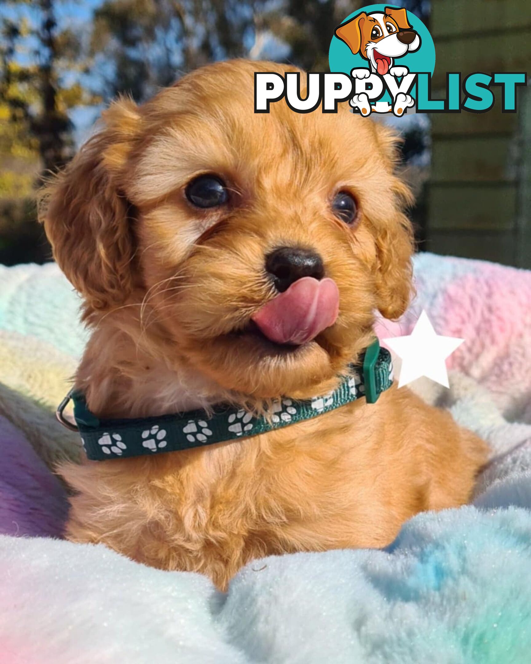 *1st generation (F1) Cavoodles/Theodores  - Gorgeous little apricot/red boys and girls. DNA Clear !