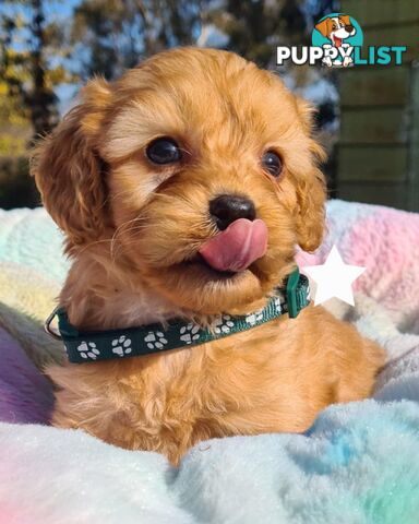 *1st generation (F1) Cavoodles/Theodores  - Gorgeous little apricot/red boys and girls. DNA Clear !