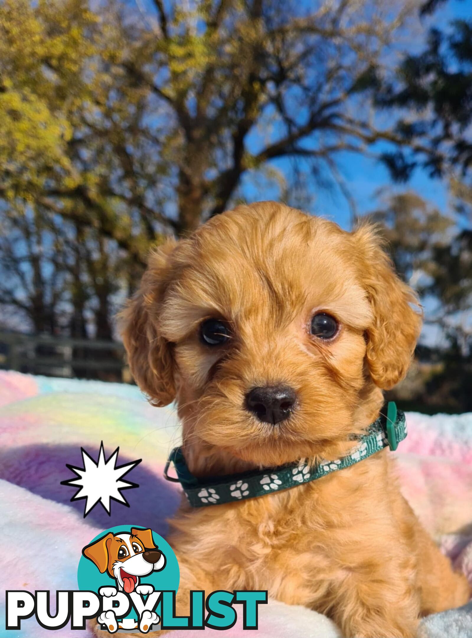 *1st generation (F1) Cavoodles/Theodores  - Gorgeous little apricot/red boys and girls. DNA Clear !