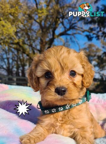 *1st generation (F1) Cavoodles/Theodores  - Gorgeous little apricot/red boys and girls. DNA Clear !
