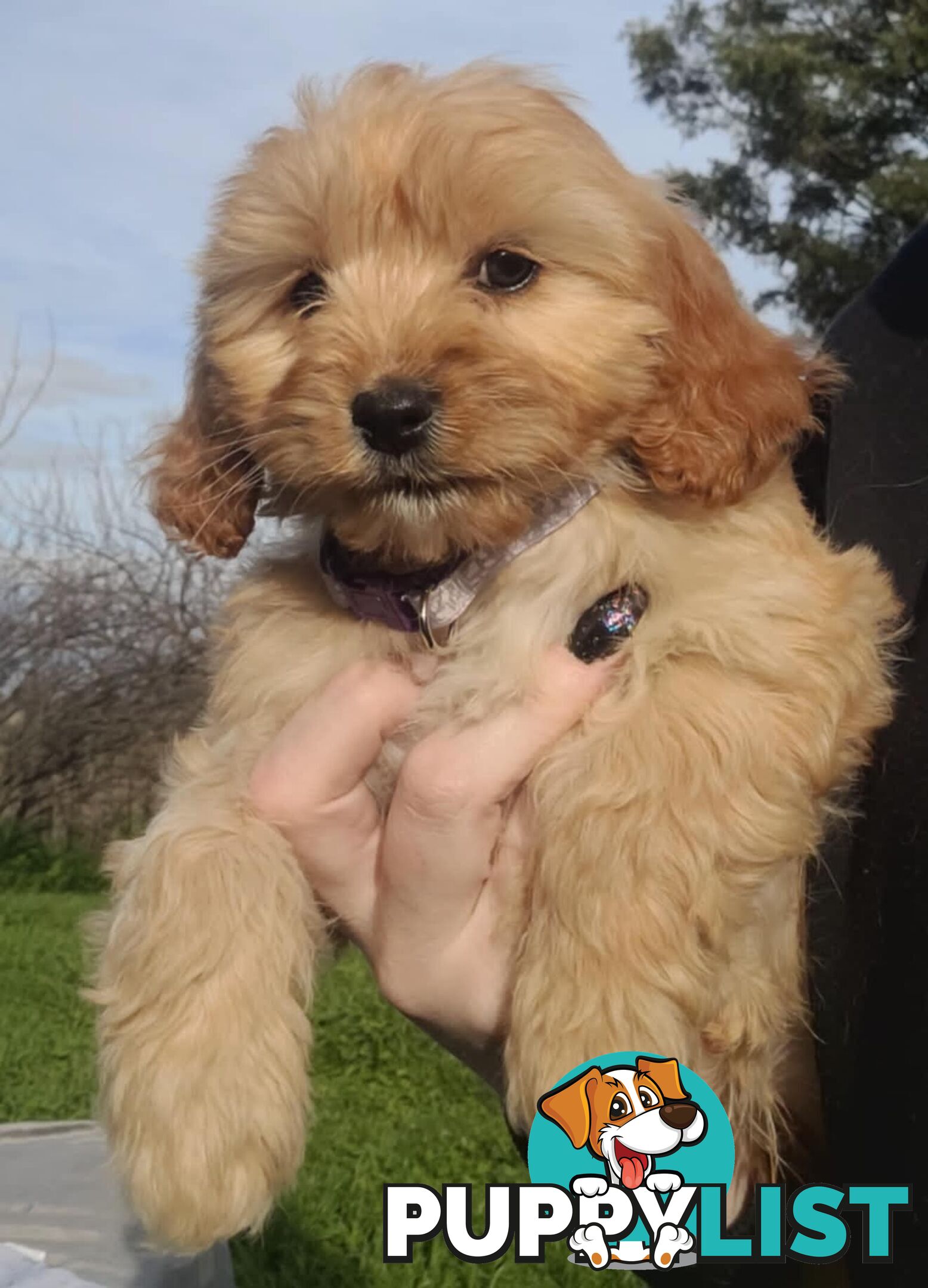 *1st generation (F1) Cavoodles/Theodores  - Gorgeous little apricot/red boys and girls. DNA Clear !