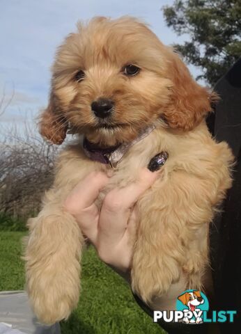 *1st generation (F1) Cavoodles/Theodores  - Gorgeous little apricot/red boys and girls. DNA Clear !