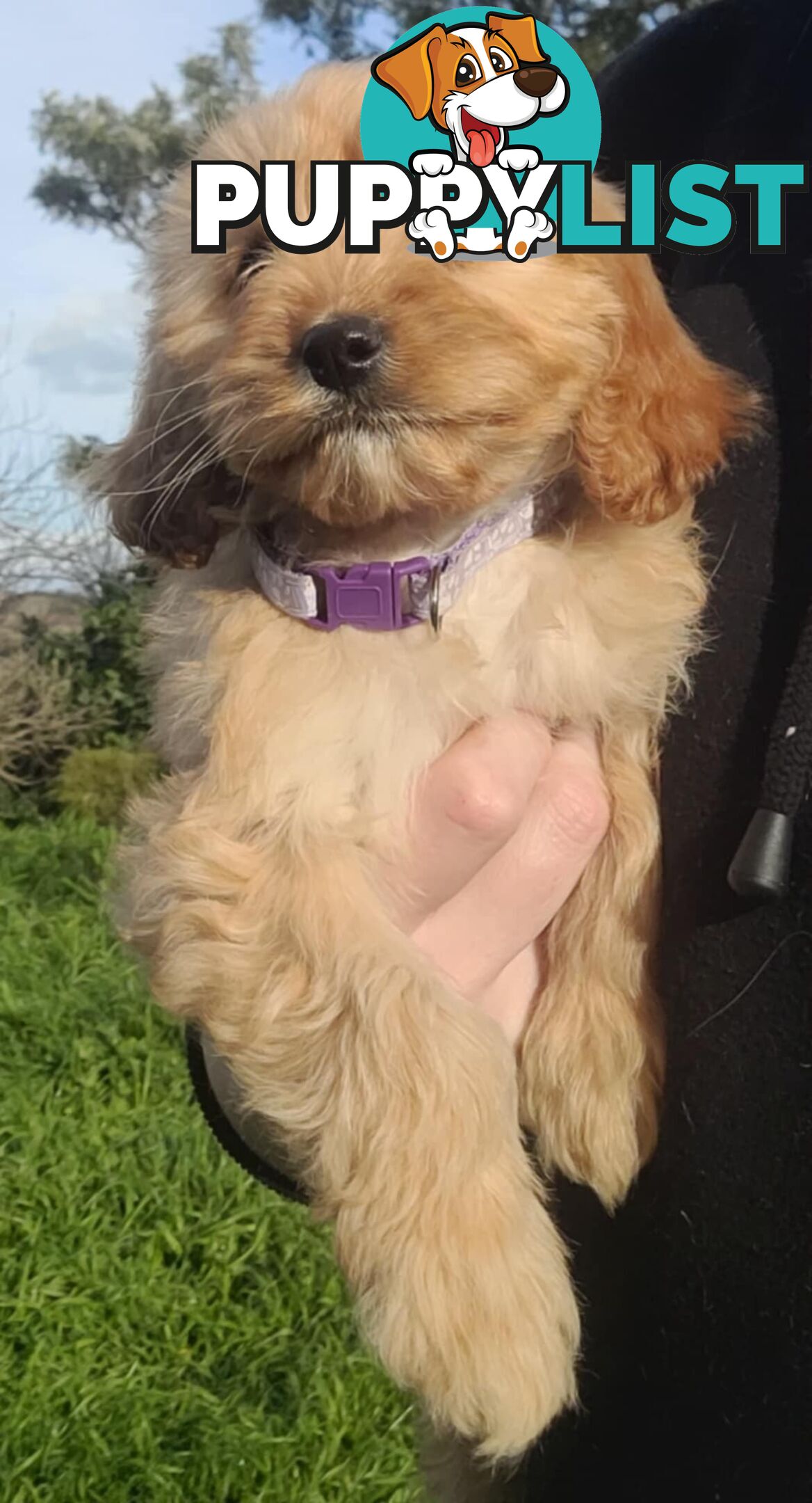 *1st generation (F1) Cavoodles/Theodores  - Gorgeous little apricot/red boys and girls. DNA Clear !