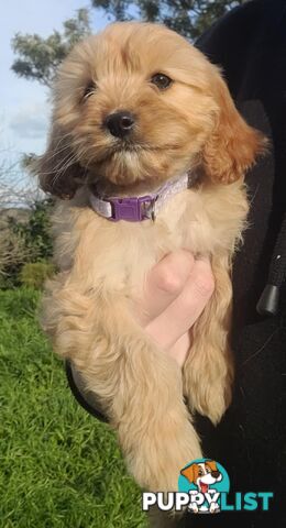 *1st generation (F1) Cavoodles/Theodores  - Gorgeous little apricot/red boys and girls. DNA Clear !