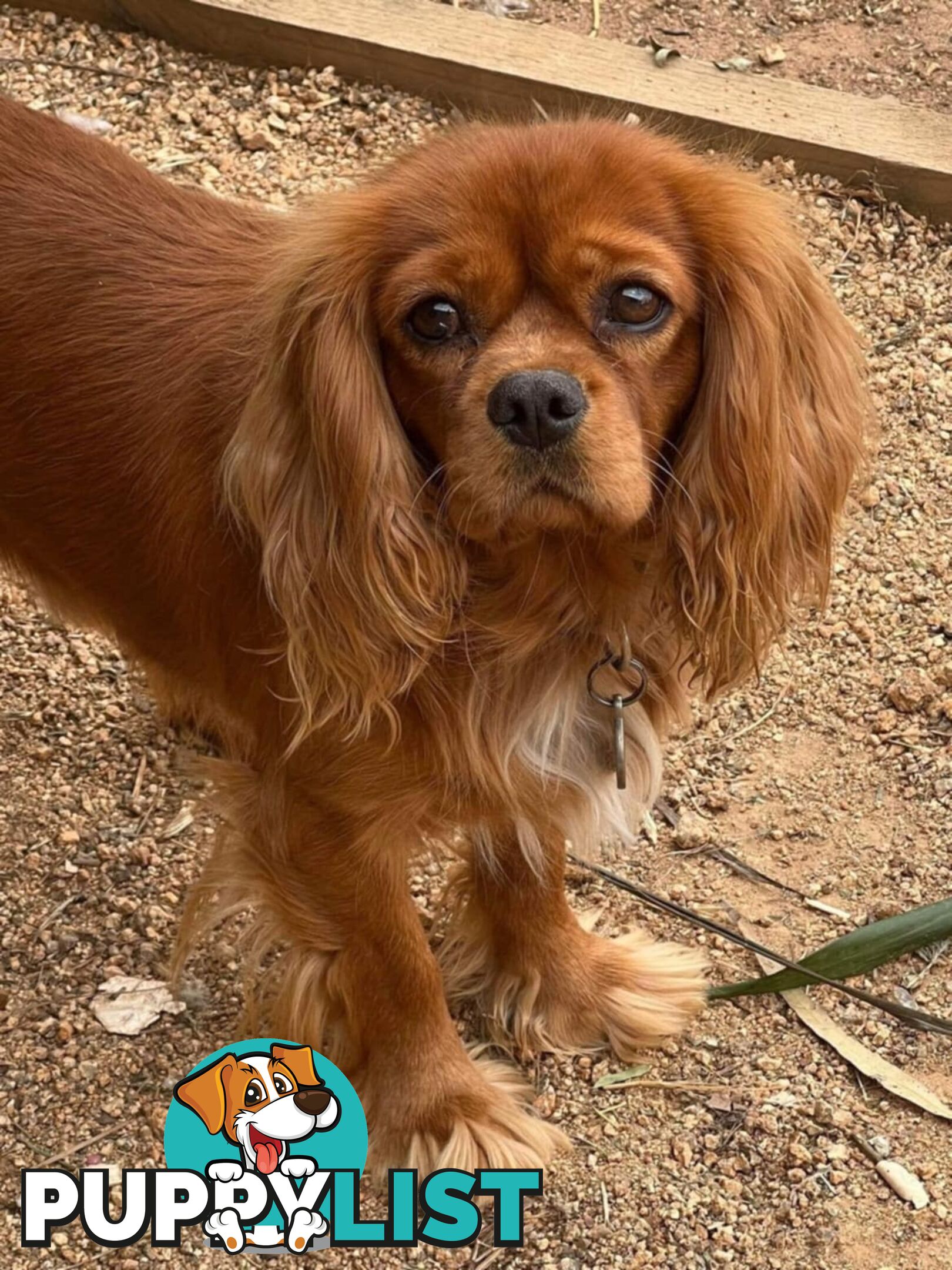 *1st generation (F1) Cavoodles/Theodores  - Gorgeous little apricot/red boys and girls. DNA Clear !