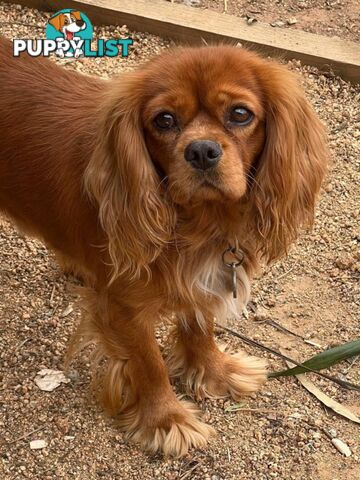 *1st generation (F1) Cavoodles/Theodores  - Gorgeous little apricot/red boys and girls. DNA Clear !