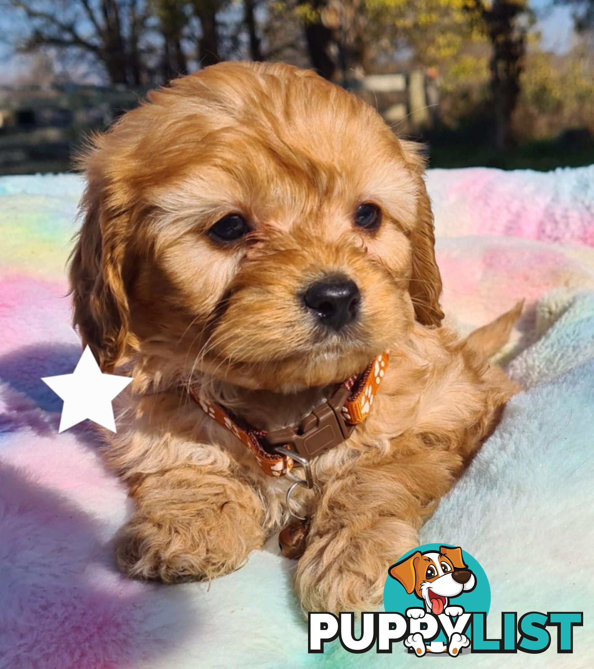 *1st generation (F1) Cavoodles/Theodores  - Gorgeous little apricot/red boys and girls. DNA Clear !