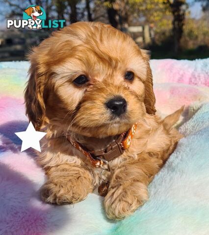 *1st generation (F1) Cavoodles/Theodores  - Gorgeous little apricot/red boys and girls. DNA Clear !