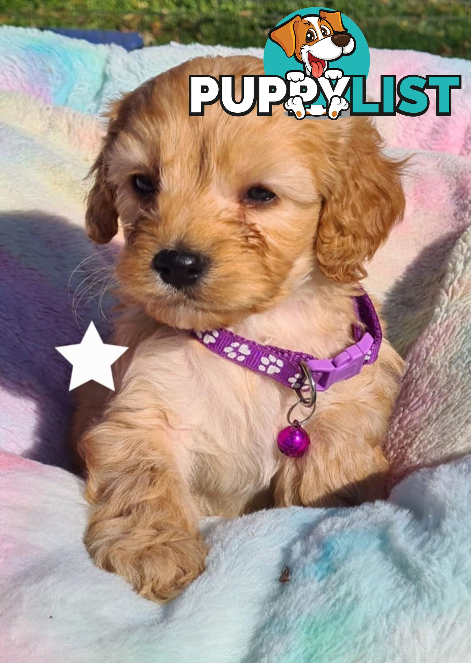 *1st generation (F1) Cavoodles/Theodores  - Gorgeous little apricot/red boys and girls. DNA Clear !