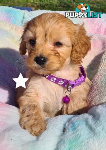 *1st generation (F1) Cavoodles/Theodores  - Gorgeous little apricot/red boys and girls. DNA Clear !