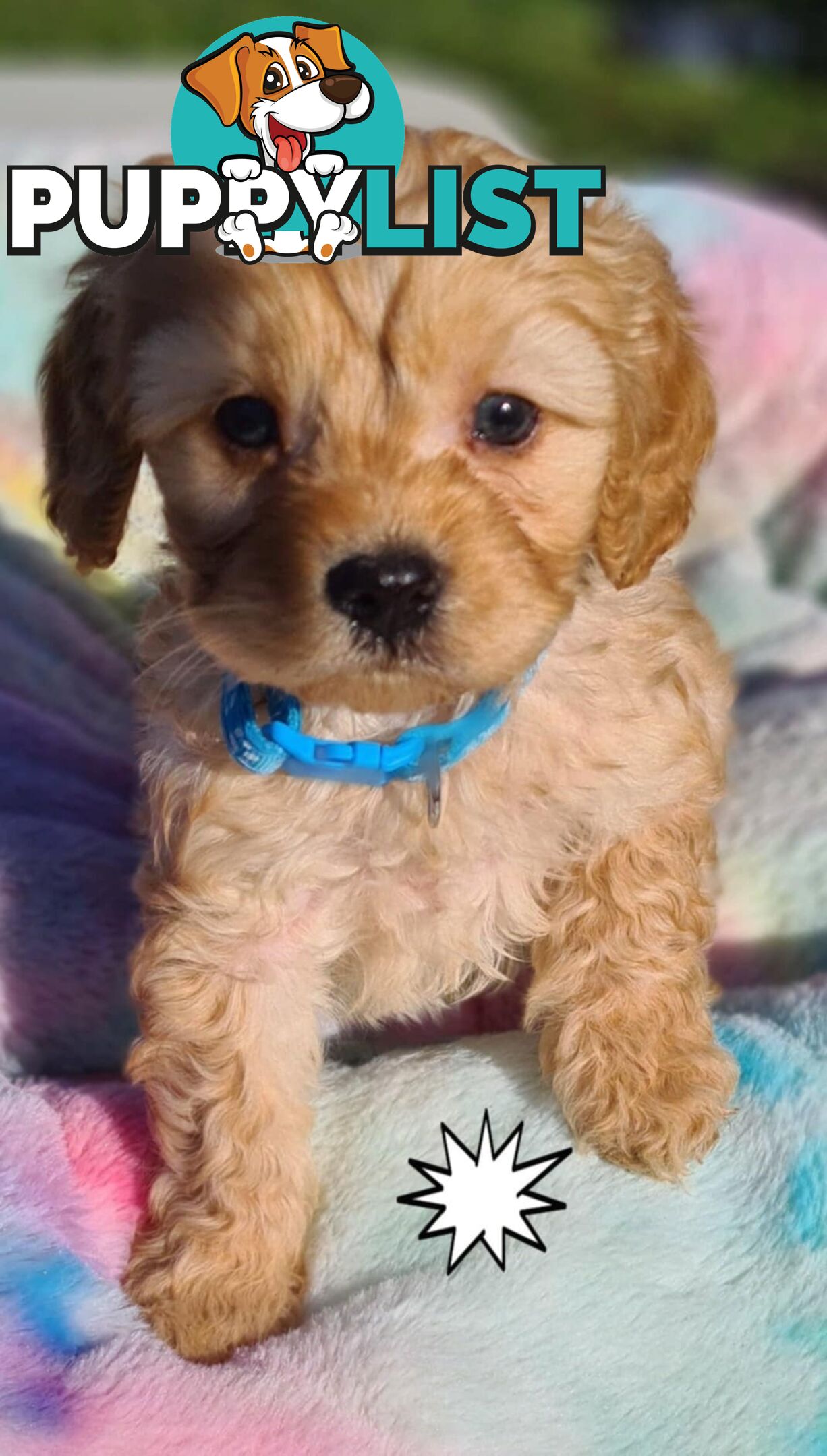 *1st generation (F1) Cavoodles/Theodores  - Gorgeous little apricot/red boys and girls. DNA Clear !