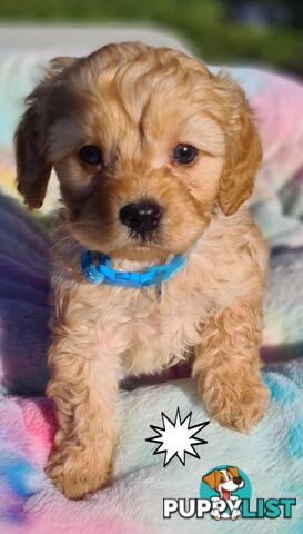 *1st generation (F1) Cavoodles/Theodores  - Gorgeous little apricot/red boys and girls. DNA Clear !