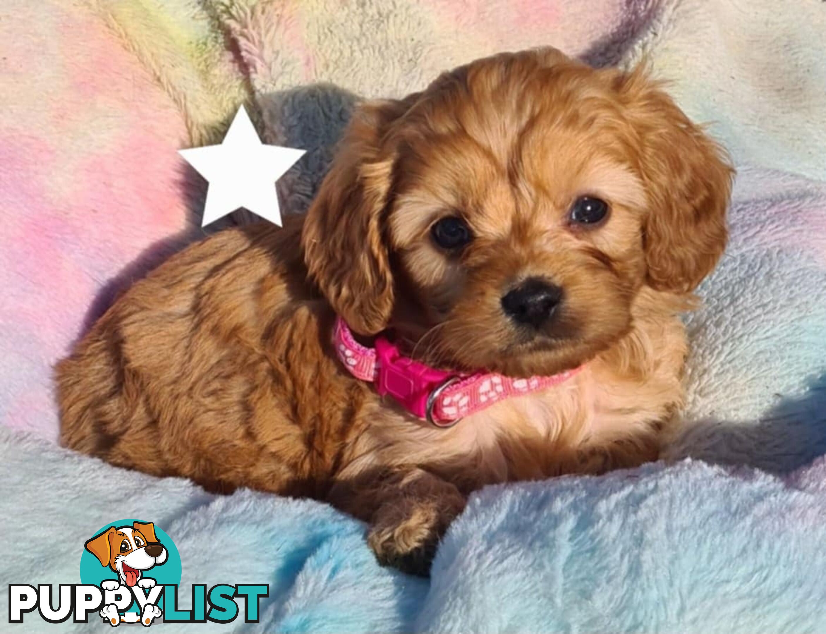 *1st generation (F1) Cavoodles/Theodores  - Gorgeous little apricot/red boys and girls. DNA Clear !
