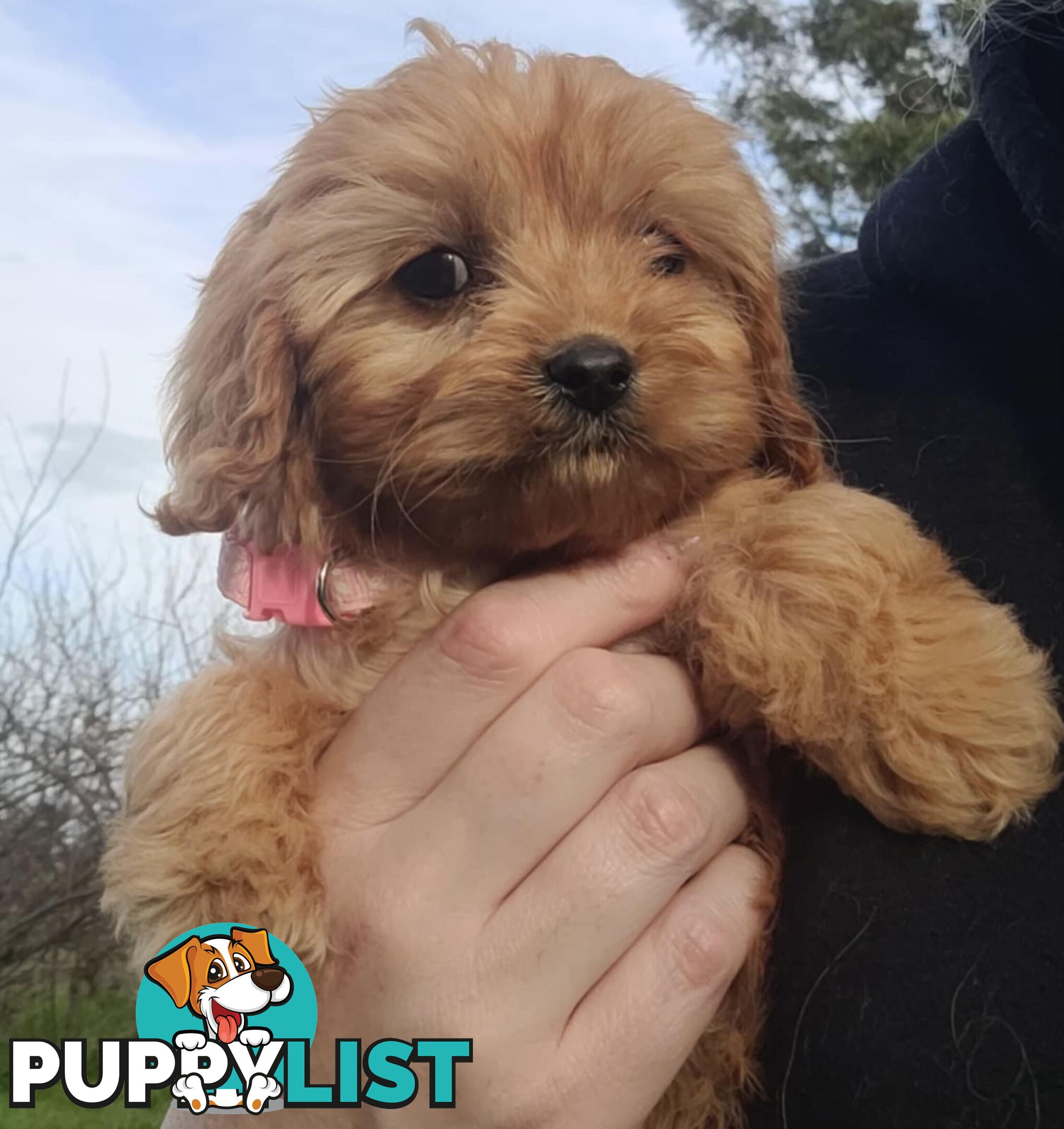 *1st generation (F1) Cavoodles/Theodores  - Gorgeous little apricot/red boys and girls. DNA Clear !