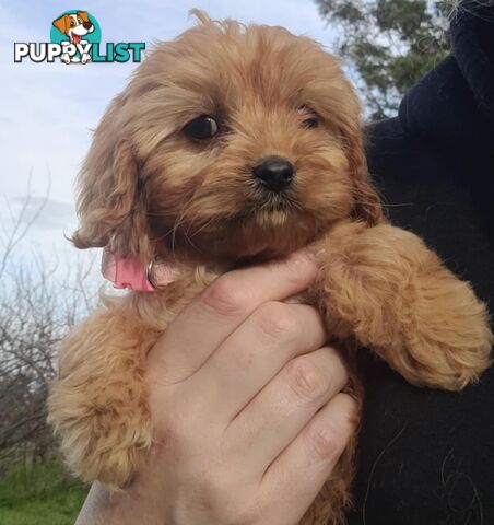 *1st generation (F1) Cavoodles/Theodores  - Gorgeous little apricot/red boys and girls. DNA Clear !
