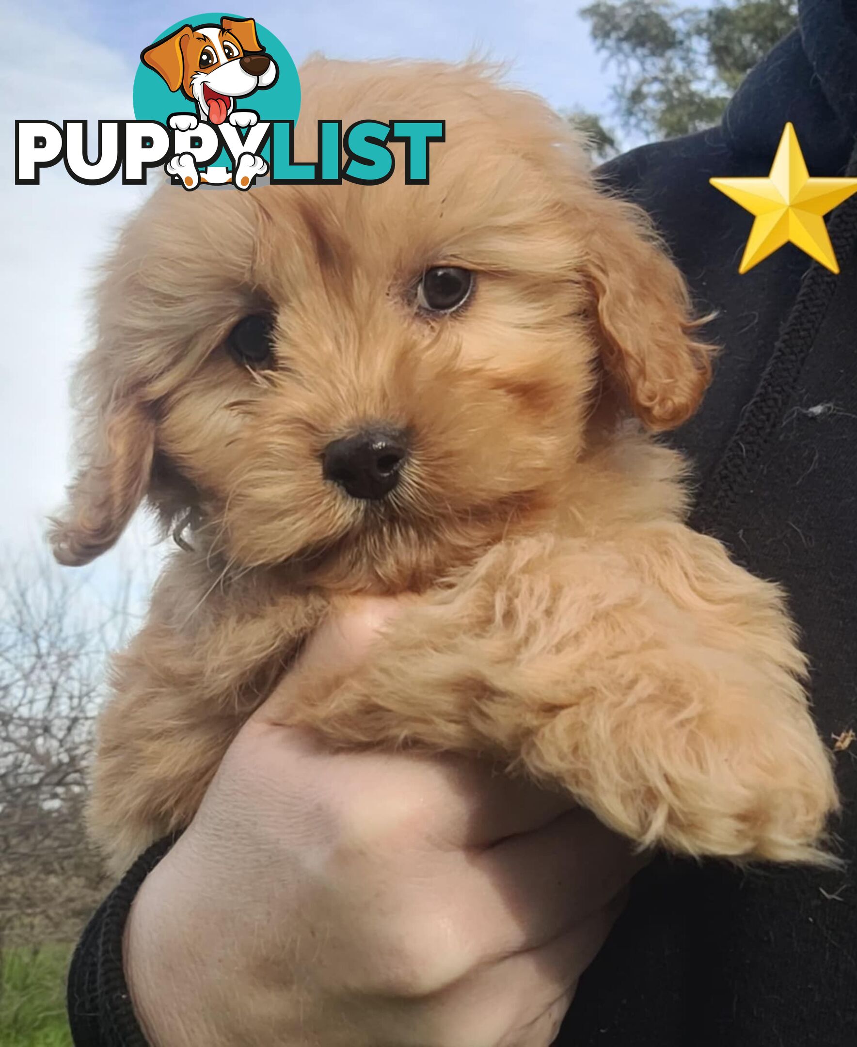 *1st generation (F1) Cavoodles/Theodores  - Gorgeous little apricot/red boys and girls. DNA Clear !