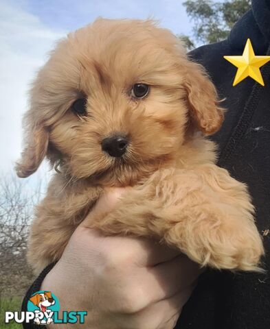 *1st generation (F1) Cavoodles/Theodores  - Gorgeous little apricot/red boys and girls. DNA Clear !
