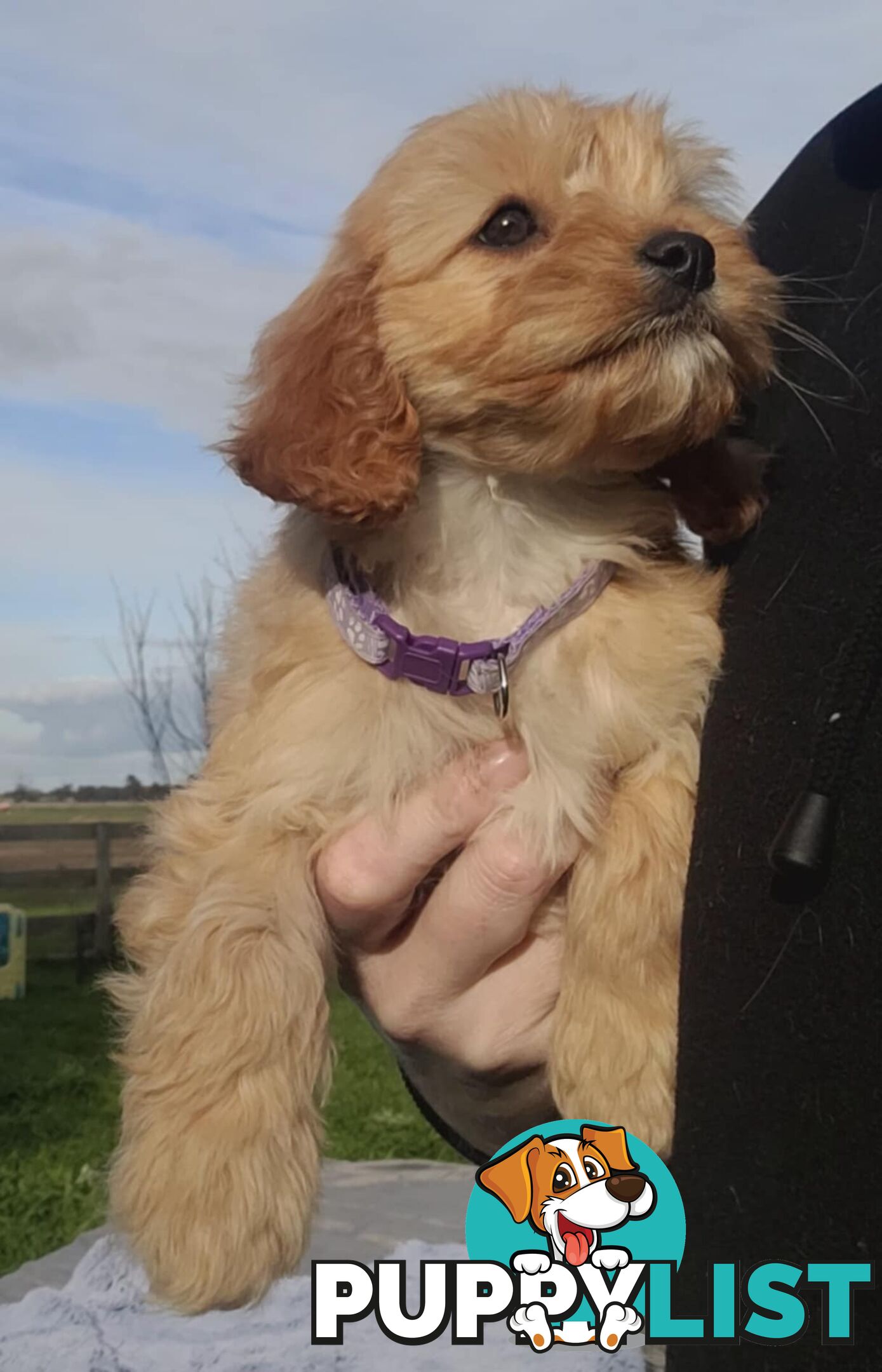 *1st generation (F1) Cavoodles/Theodores  - Gorgeous little apricot/red boys and girls. DNA Clear !