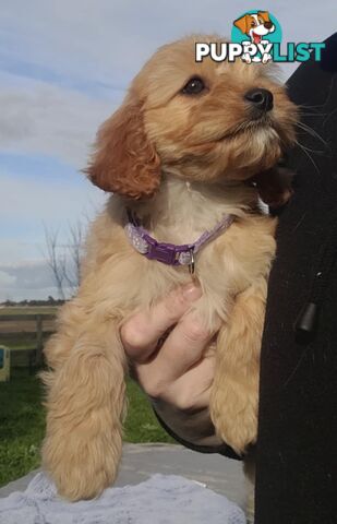 *1st generation (F1) Cavoodles/Theodores  - Gorgeous little apricot/red boys and girls. DNA Clear !