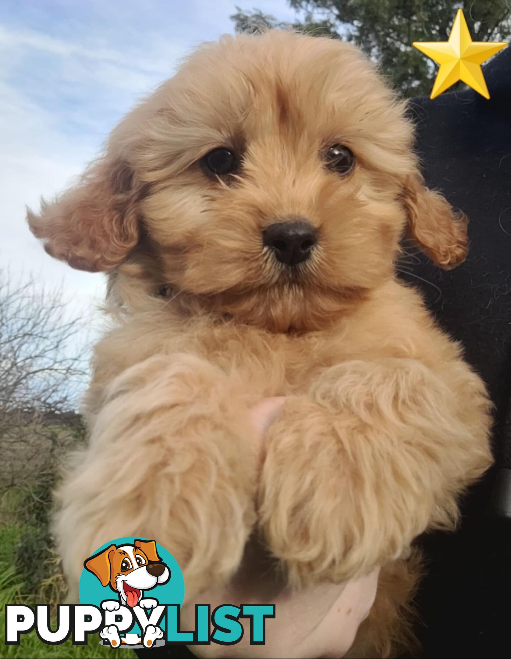 *1st generation (F1) Cavoodles/Theodores  - Gorgeous little apricot/red boys and girls. DNA Clear !