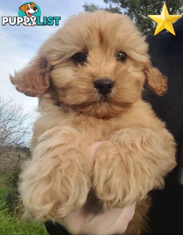 *1st generation (F1) Cavoodles/Theodores  - Gorgeous little apricot/red boys and girls. DNA Clear !