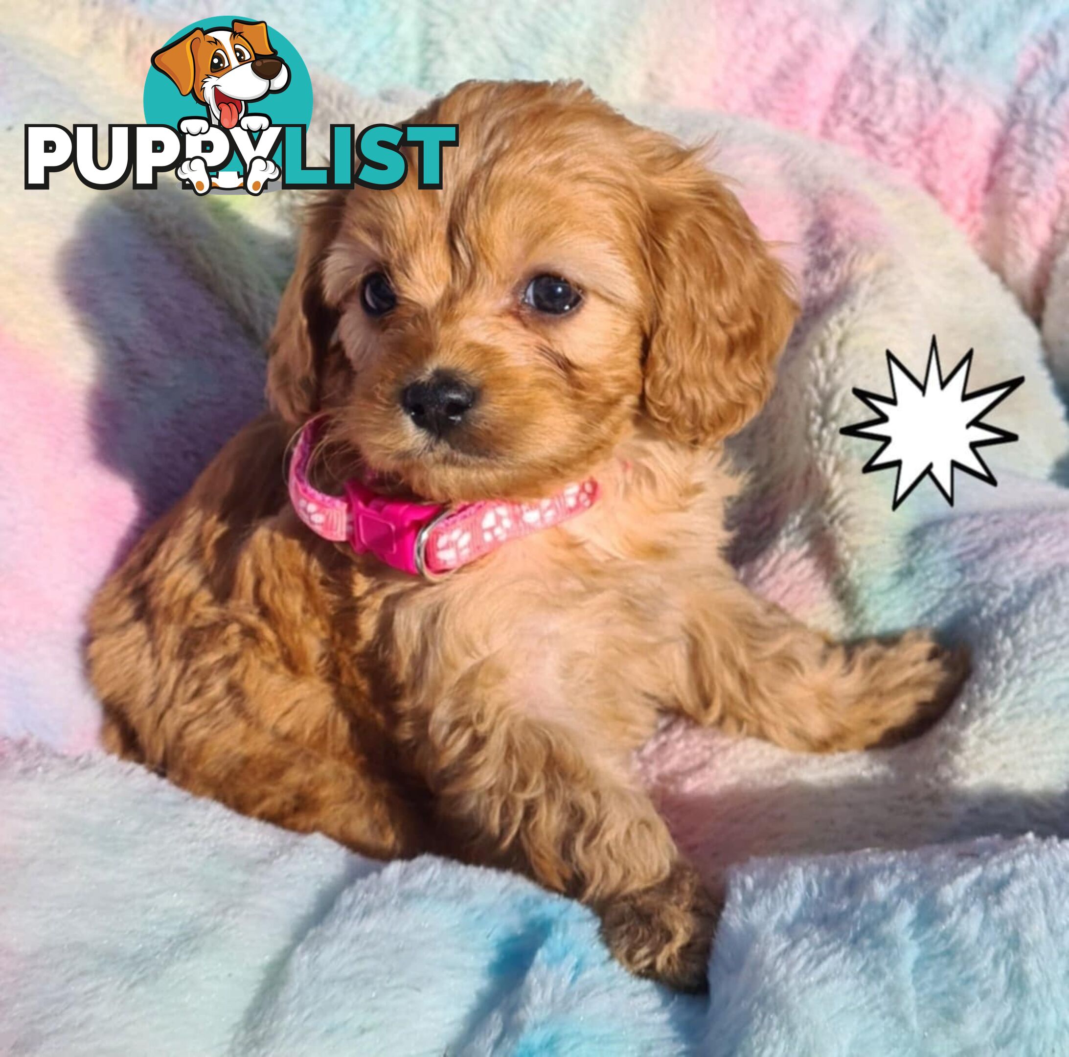 *1st generation (F1) Cavoodles/Theodores  - Gorgeous little apricot/red boys and girls. DNA Clear !