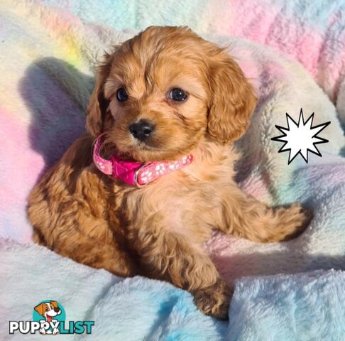 *1st generation (F1) Cavoodles/Theodores  - Gorgeous little apricot/red boys and girls. DNA Clear !