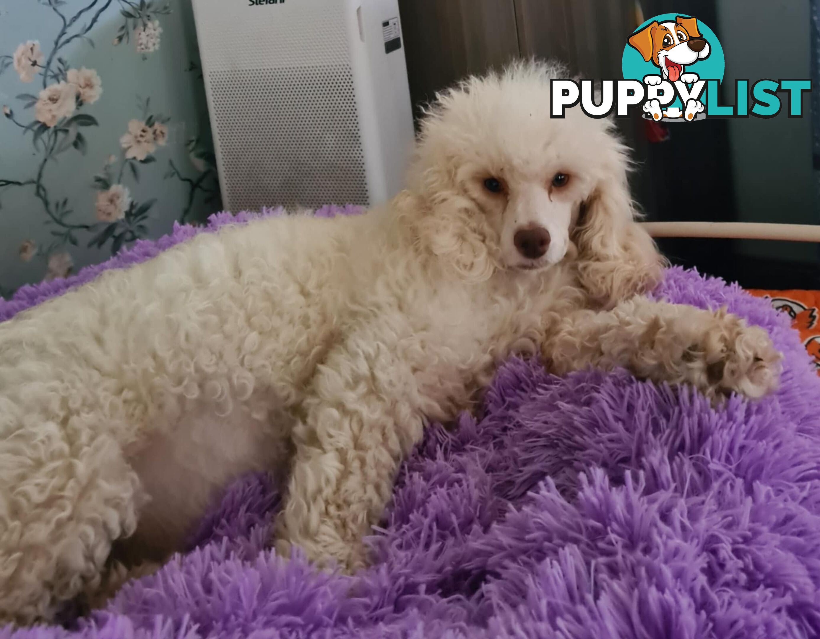 *1st generation (F1) Cavoodles/Theodores  - Gorgeous little apricot/red boys and girls. DNA Clear !