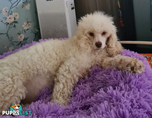 *1st generation (F1) Cavoodles/Theodores  - Gorgeous little apricot/red boys and girls. DNA Clear !