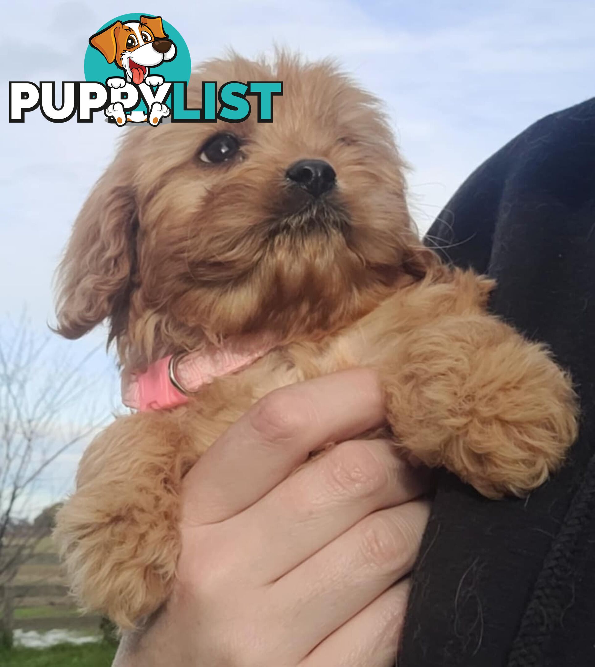 *1st generation (F1) Cavoodles/Theodores  - Gorgeous little apricot/red boys and girls. DNA Clear !