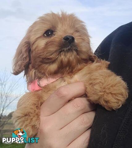 *1st generation (F1) Cavoodles/Theodores  - Gorgeous little apricot/red boys and girls. DNA Clear !