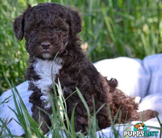 Purebred Toy Mini Poodles - Merle Phantom Brown Particolour Sable Chocolate