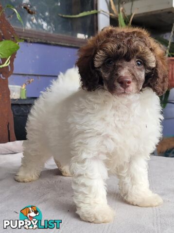 Purebred Toy Mini Poodles - Merle Phantom Brown Particolour Sable Chocolate